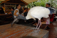 0764 Wildlife Habitat Port Douglas